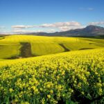 Approaches for fewer pesticide applications